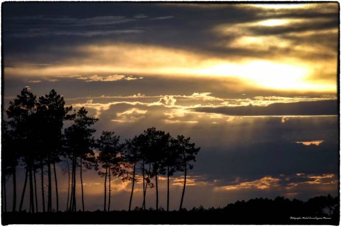 arbres