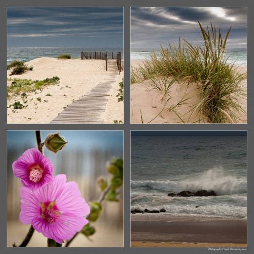 montage-fleur
